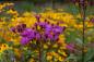 Preview: Vernonia crinita I Vernonie